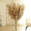 Natural dried pampas grass fluffy large reed flowers bohemian home decor wedding floral vase arrangement - Male Pampas Grass Above 80cm
