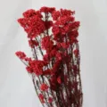 Fleur de riz rouge séchée préservée DIY décoration bureau maison arrangement floral - Rouge