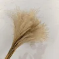 Natural dried pampas grass reed flowers in off white, perfect for wedding decor and photo props. - Small Duster 100 Pieces
