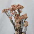 Bouquet de fleurs de riz préservées, fleurs séchées naturelles pour déco maison et bureau. - Rose Clair