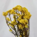 Bouquet de fleurs de riz jaunes séchées naturelles pour décoration de maison DIY. - Jaune