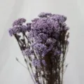 Bouquet de fleurs de riz violet préservé blanchi pour déco d'intérieur DIY et arrangement floral. - Violet