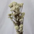 Fleurs de riz séchées et préservées blanchies pour déco maison DIY et arrangements floraux. - Tige d'origine blanche