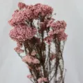 Bouquet de fleurs de riz rose préservées naturelles pour décoration d'intérieur. - Rose