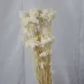 Bouquet de fleurs de riz séchées et préservées pour décoration maison arrangement de bureau - Blanc (Blanchi)