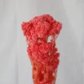 Bouquet de fleurs de riz roses préservées pour déco maison DIY et arrangement floral. - Rose Foncé (Blanchi)