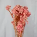 Bouquet de fleurs de riz préservées roses pour décoration intérieure et art floral DIY. - Rose (Blanchi)
