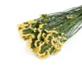 Bouquet de fleurs de statice séchées naturelles pour décoration maison bricolage jaune - Jaune
