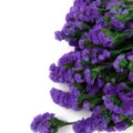 Bouquet di fiori di statice secchi viola per artigianato fai da te e decorazione domestica - Viola scuro