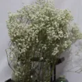 Dried Baby's Breath White Gypsophila Bouquet Natural Preserved Flowers for Arrangement - White