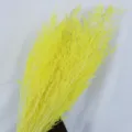 Yellow dried statice flower botanical detail shot showcasing natural stems and bright color - Yellow