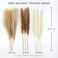 Φυσικό pampas grass αποξηραμένα λουλούδια 60τμχ αφράτο καλάμι για διακόσμηση σπιτιού - HS37