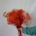 Orange preserved baby's breath dried flowers bouquet for home decor and wedding floral arrangements. - Orange