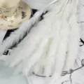 Λευκό αποξηραμένο pampas grass μπουκέτο για εσωτερική διακόσμηση σπιτιού και floral διακόσμηση. - 10 πινέλα / Λευκό