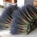 Fiori di lavanda secca naturali all'ingrosso mazzi per decorazione e aromaterapia. - Blu Britannico Selezionato Sfuso 200g Fiore di Spiga