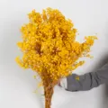 Gedetailleerd uitzicht op levendige gele gedroogde gipskruid bos, natuurlijke bloemen voor decor. - Kleine vervangende handvatten / Geel