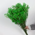 Natuurlijke gedroogde groene gipskruid bos geconserveerde bloemen voor cadeaus. - Kleine vervangende handvatten / Groen