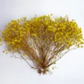 Yellow dried baby's breath flower bouquet mini preserved flowers DIY home decor material - 25-30cm / Yellow