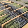 Bouquet di fiori di lavanda secchi naturali all'ingrosso in scatole per decorazione e aromaterapia. - Blu Britannico Rilegato 200g Fiore di Spiga