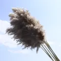 Φυσικό αποξηραμένο μπουκέτο pampas grass, αφράτα πούπουλα για σπίτι, ωραία επιλογή. - Φυσικό Καλάμι 5 Στελέχη