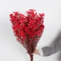 Rode geconserveerde gipskruid gedroogde bloemen boeket voor romantische Valentijnsdag. - Kleine vervangende handvatten / Rood