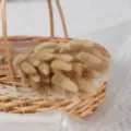Φυσικό αποξηραμένο γρασίδι ουράς κουνελιού με υφαντό καλάθι για διακόσμηση σπιτιού - Φυσικός λαγούρος (60 στελέχη)