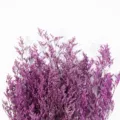 Vista dettagliata di fiori secchi di statice viola, perfetti per decorazioni e composizioni. - Rosso Porpora Conservato 100-120g