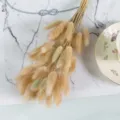Natural dried bunny tail grass bouquet for home decoration and photography props. - 10 Brushes / Natural
