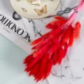 Red dried bunny tails grass flowers bouquet for home decoration photography props setup. - 10 Brushes / Red