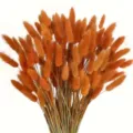 Natural dried bunny tail grass bouquet for stylish home decoration and photography props. - Orange