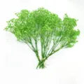 Green gypsophila dried flower bouquet detail, perfect for wedding corsage and home decor. - 25-30cm / Green
