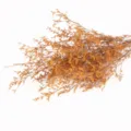 Mazzo di fiori secchi naturali statice giallo composizione floreale decorazione bel regalo - Arancione Conservato 100-120g