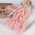Natural pink dried bunny tail grass bouquet for home decoration, floral arrangement and photo props. - Pink