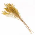 Mazzetto di fiori di statice essiccati gialli naturali ideali per decorazione domestica e tavola. - Giallo Conservato 100-120g