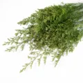Bouquet di fiori secchi verdi naturali per decorazioni domestiche e regali. - Verde Conservato 100-120g