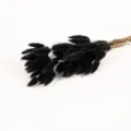 Black dried bunny tail grass bouquet for home decoration and photography props SKU - 10 Brushes / Black