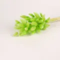 Green bunny tails dried flowers for home decor and photography props, fluffy natural botanical. - Fruit Green