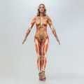3D Muskel Druck Ganzkörper Anzug Halloween Party Anatomie Kostüm Bühne Performance Outfit - S / Oberteile / B142-279