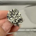 Gros plan détaillé d'une mini pince à cheveux en acétate avec motif dalmatien noir et blanc. - Points Blancs