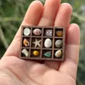 Miniales hölzernes Schmuckregal mit winzigen Muscheln, ideal für Miniaturvitrinen und Sammler. - Dunkelbraun 1