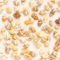 Natural seashell loose beads for DIY jewelry making, handmade bracelets and crafting. - Undrilled Shell (20g Pack)