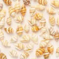 Natural shell loose beads for handmade DIY jewelry crafting bracelets and necklaces variants - Pre-drilled Shell (20g Pack)