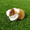 Dettaglio del peluche di porcellino d'India, modello animale realistico per decorazione auto e casa. - Stile 5