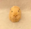 Primo piano dettaglio di simulazione porcellino d'india modello animale peluche auto - Stile 3