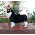 Simulated husky plush toy model, black and white stuffed dog doll, realistic animal decoration ornament - Husky / L / Black