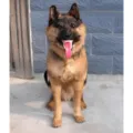 Detailed view of large simulation wolfdog model ornament, ideal for photo props and display. - Simulation German Shepherd Model