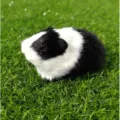Realistisches schwarz-weißes Meerschweinchen Plüschtier, Tierspielzeug Modell für Kinder. - Stil 7 (Schwarz & Weiß)