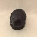 Schwarzes Pluesch Meerschweinchen Spielzeug, lebensechtes ausgestopftes Tier Modell. - Stil 8 (Schwarz)