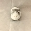 Simuliertes Meerschweinchen Plueschtier niedliches Tier Modell realistisches Fell Stueck - Stil 9 (Schwarz, Weiß & Grau)
