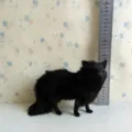 Simulation schwarzer Fuchs Figur Plüschtier Ornament Desktop Dekor mit Grössenreferenz - Schwarzer Fuchs / 16CM Höhe